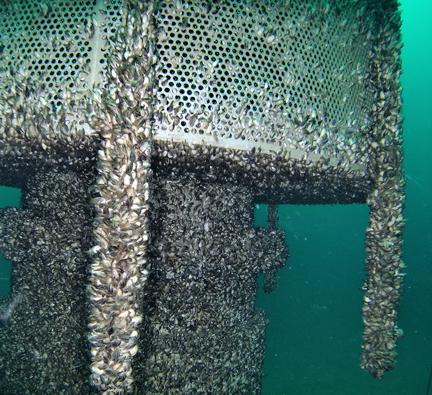 Colonisation des moules quagga